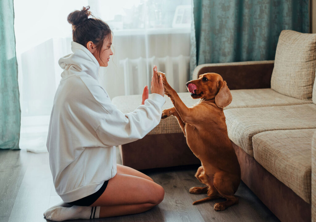 Young woman high fiving small dog